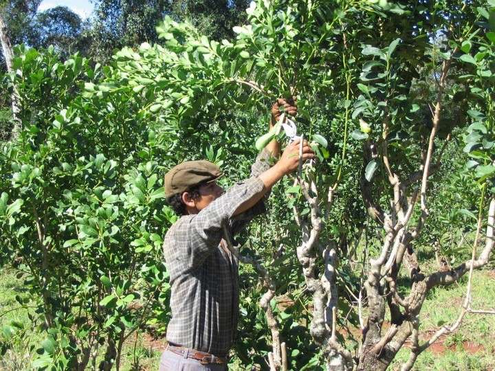 An Argentinian man picking leaves from a Yerba Mate tree