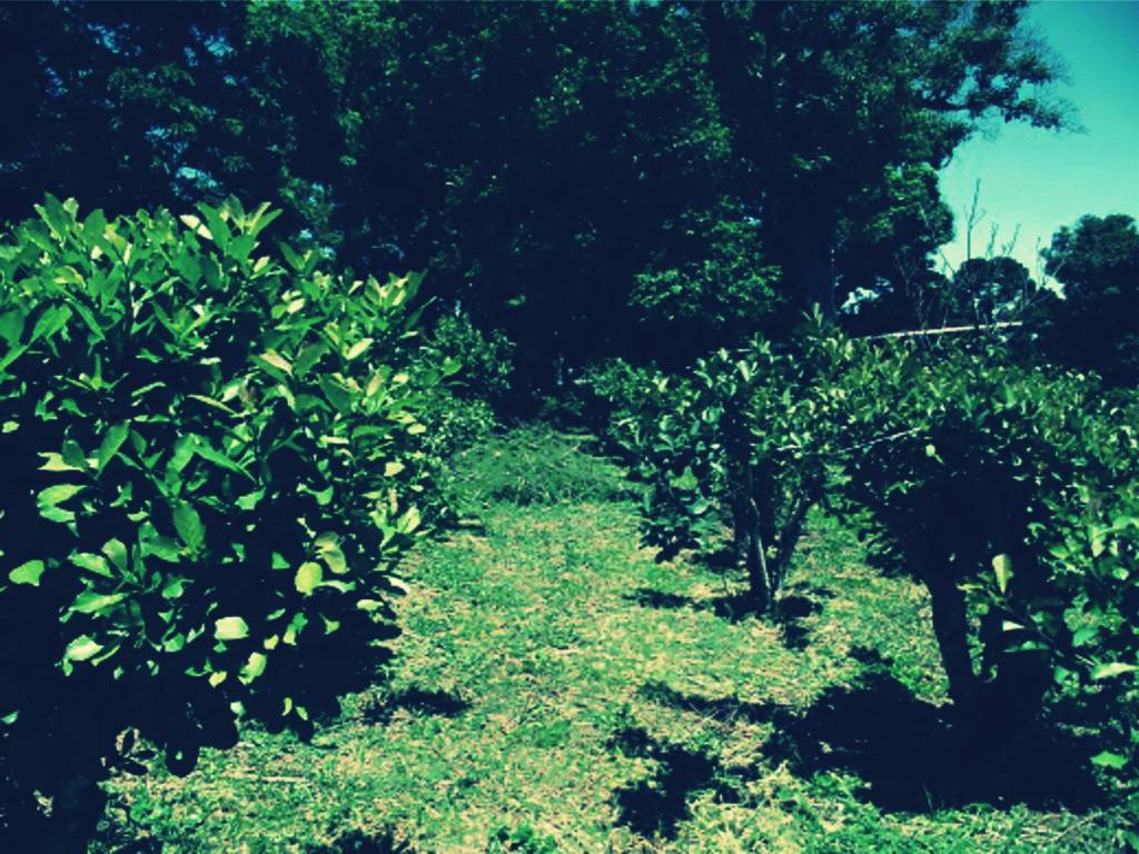 A field of Yerba Mate