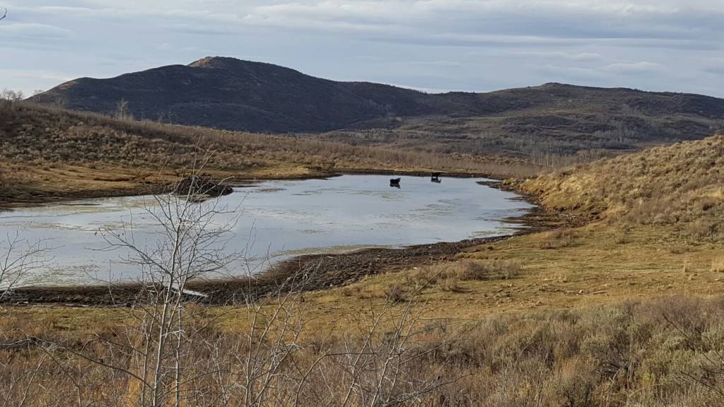 Two moose feeding in a high mountain pond that we came up on during the hunt. The mountains are beautiful, sacred and alive.